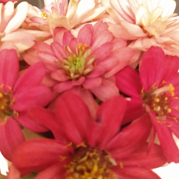 Meet your Posher, Tracy - Picture 3 of 3